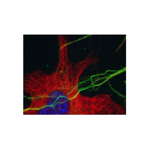 Delta-2 Tubulin (Detyrosinated & Decarboxylated alpha-Tubulin) antibody