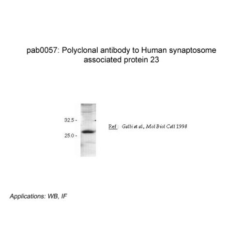 Synaptosome associated protein 23 (SNAP23) antibody