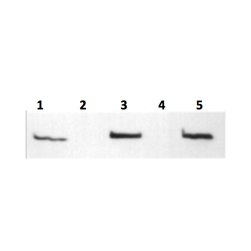 Syntaxin-3 antibody