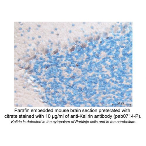 Kalirin antibody