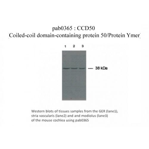 Coiled-coil domain-containing protein 50 antibody