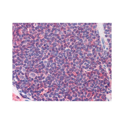 IL-7 Receptor (pTyr449) antibody