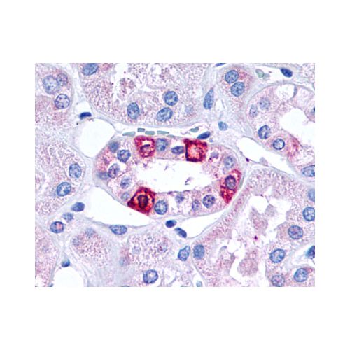 5HT1F Receptor (Cytoplasmic Domain) antibody