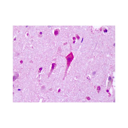 5HT7 Receptor (C-Terminus) antibody