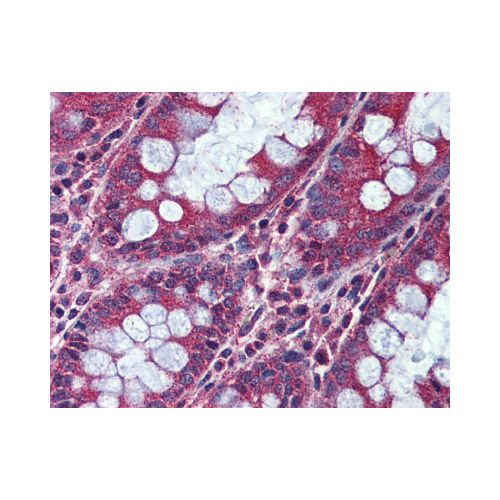 ACVR1C (Internal) antibody