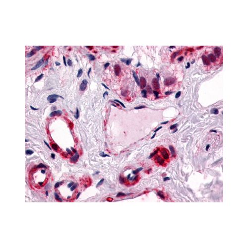 CALCRL (Cytoplasmic Domain) antibody