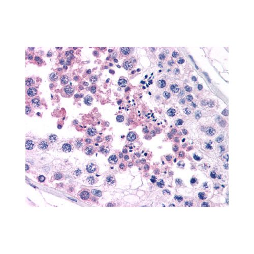 CAMP (C-Terminus) antibody