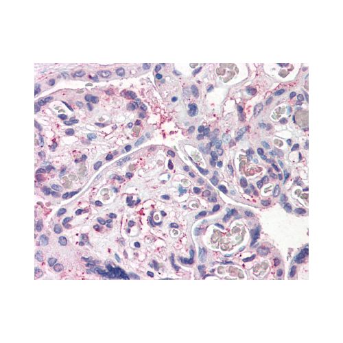 CD26 (N-Terminus) antibody