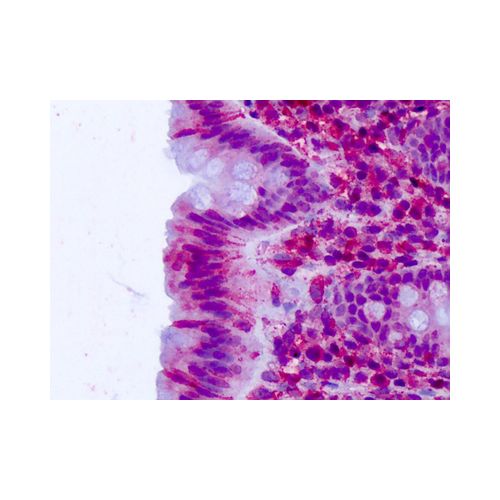 CELSR2 / EGFL2 (N-Terminus) antibody