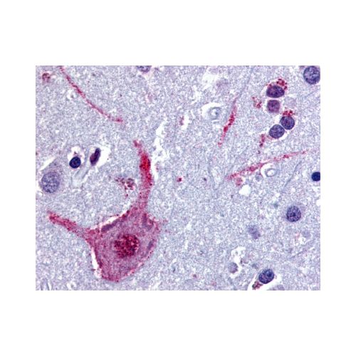 CHRM3 / M3 (Cytoplasmic Domain) antibody