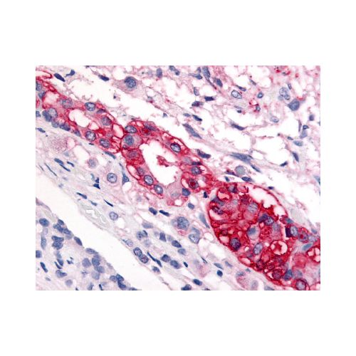 CRF1 (Extracellular Domain) antibody