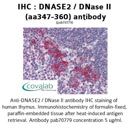 DNASE2 / DNase II (aa347-360) antibody