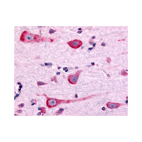 Dopamine D2 Receptor (Cytoplasmic Domain) antibody