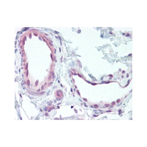 Endothelin B Receptor (C-Terminus) antibody