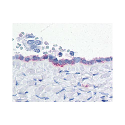 ENPP3 (Internal) antibody