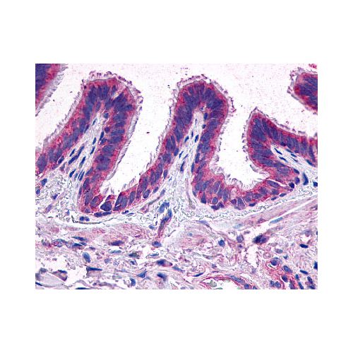 EP2 (Extracellular Domain) antibody