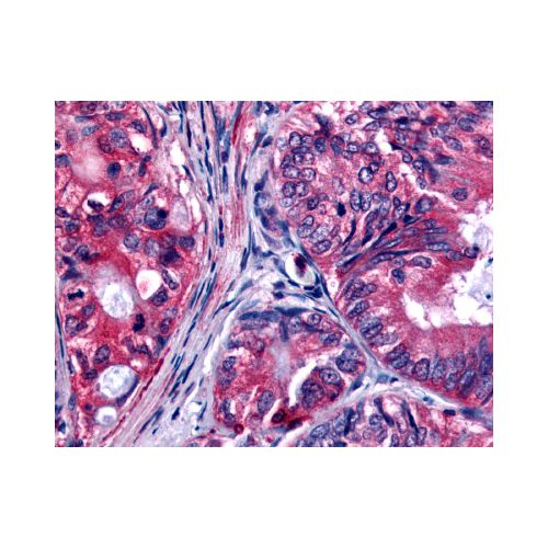 EPHB2 (C-Terminus) antibody