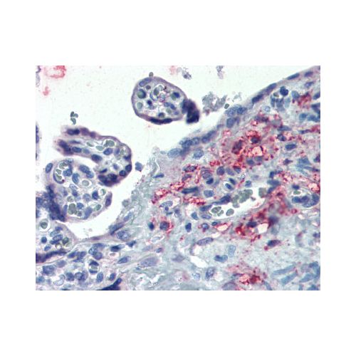 ERP44 / TXNDC4 (Internal) antibody