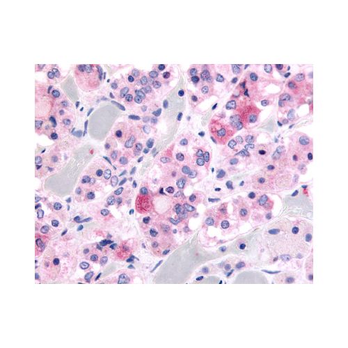 Ghrelin Receptor (N-Terminus) antibody