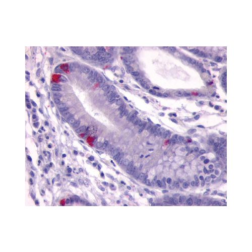 GPR148 (C-Terminus) antibody