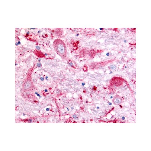 GPR151 (C-Terminus) antibody