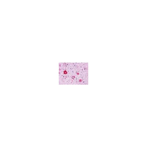 GPR151 (Cytoplasmic Domain) antibody