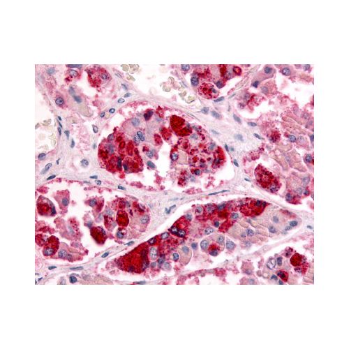 GPR151 (Extracellular Domain) antibody