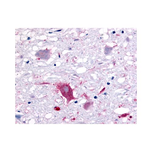 GPR32 (Extracellular Domain) antibody