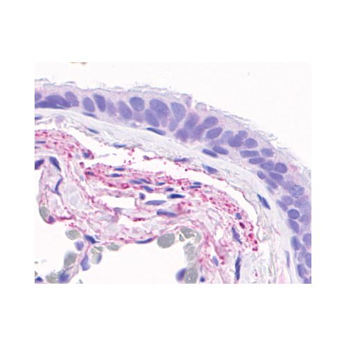 GPR4 (C-Terminus) antibody