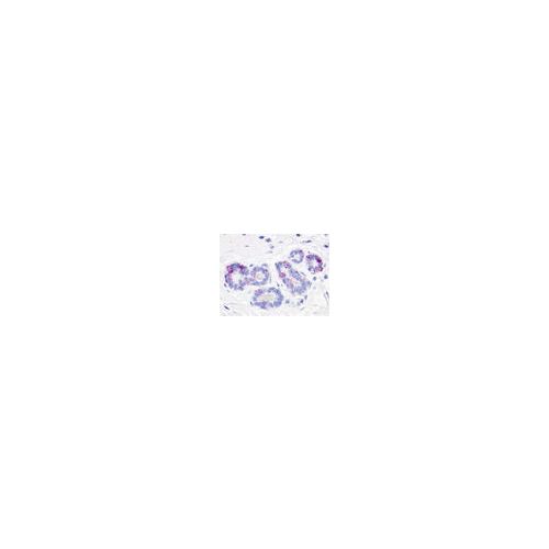 GPR52 (Cytoplasmic Domain) antibody