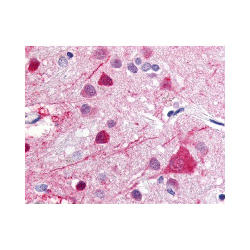 GPR52 (Cytoplasmic Domain) antibody