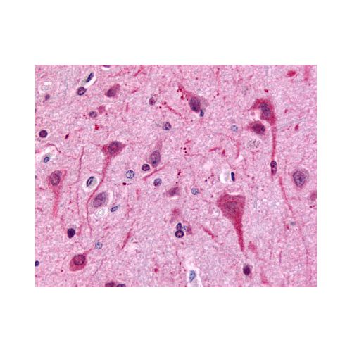 GPR75 (C-Terminus) antibody