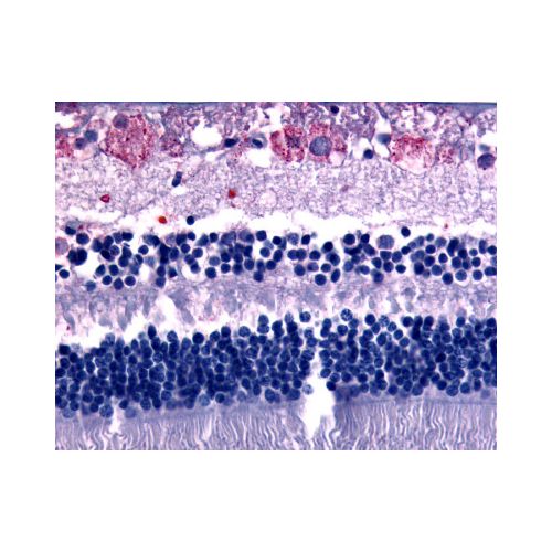 GPR75 (C-Terminus) antibody