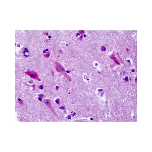 GPR83 (C-Terminus) antibody