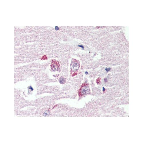 GPR98 (N-Terminus) antibody