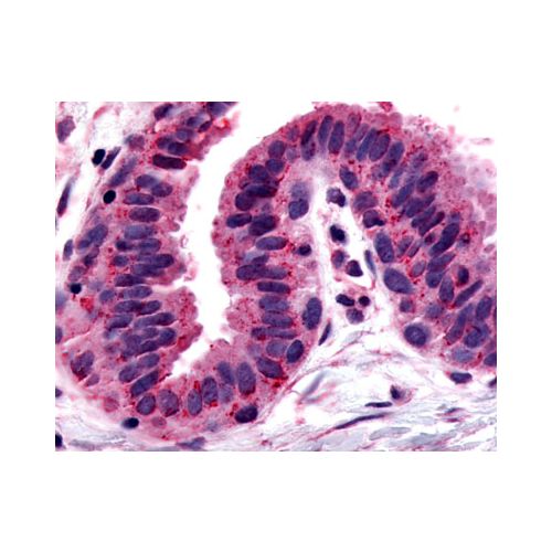 GPRC5A / RAI3 (C-Terminus) antibody