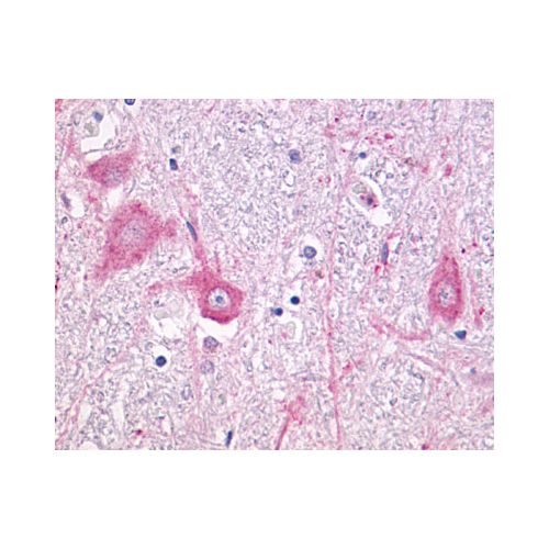 GRM5 / MGLUR5 (C-Terminus) antibody