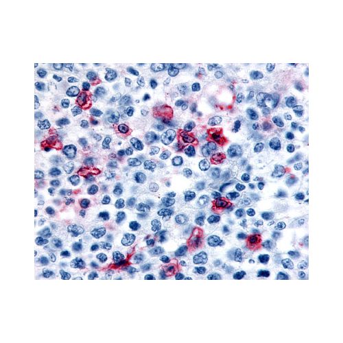 HRH4 / Histamine H4 Receptor (Cytoplasmic Domain) antibody