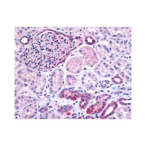 INPP5J / PIB5PA (N-Terminus) antibody