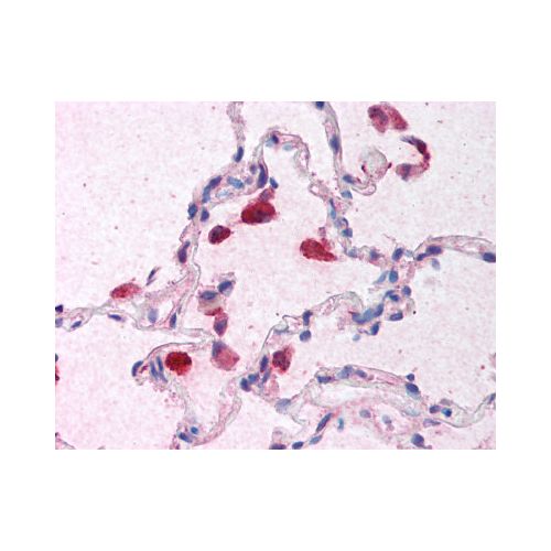 Interferon Beta (Internal) antibody