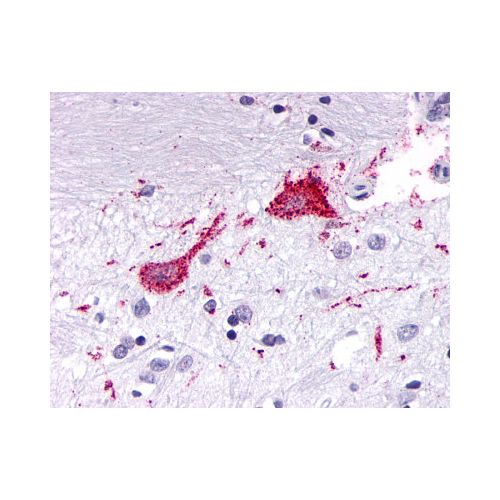 KISS1R / GPR54 (Cytoplasmic Domain) antibody