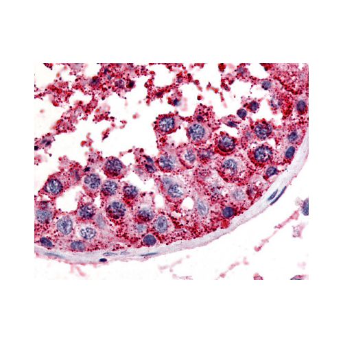 MC5 Receptor (N-Terminus) antibody