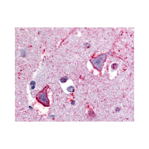 NPBWR1 (C-Terminus) antibody