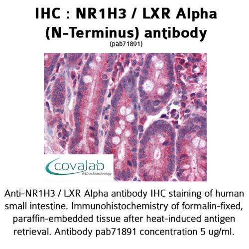 NR1H3 / LXR Alpha (N-Terminus) antibody