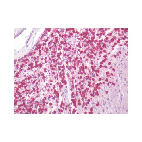 Oxytocin Receptor (N-Terminus) antibody