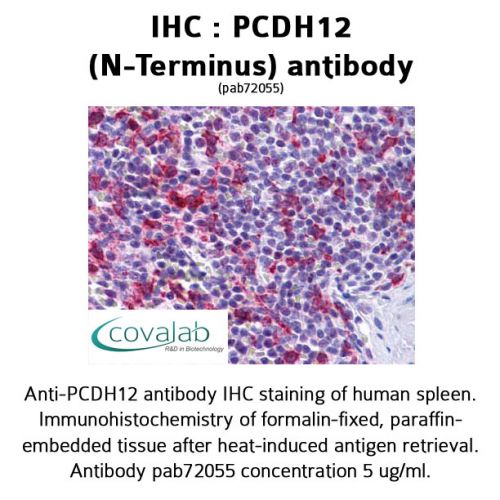 PCDH12 (N-Terminus) antibody