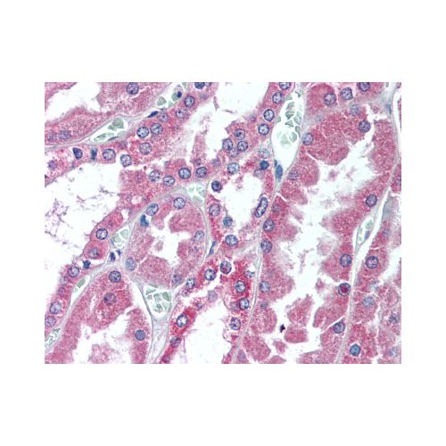 COL18A1 / Endostatin (C-Terminus) antibody