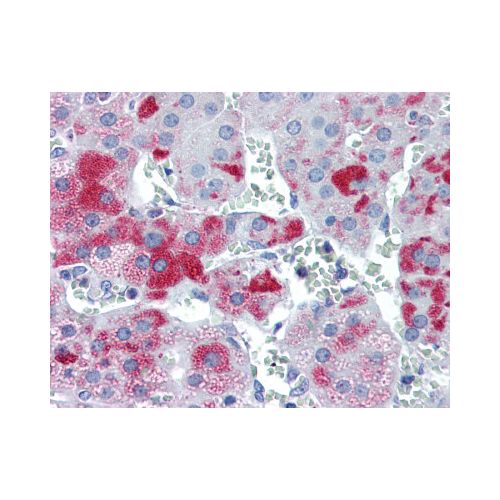 PLIN3 / M6PRBP1 (N-Terminus) antibody