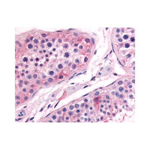 Prostaglandin E Synthase (N-Terminus) antibody