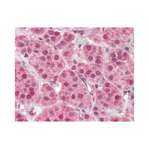 PARP2 (Internal) antibody